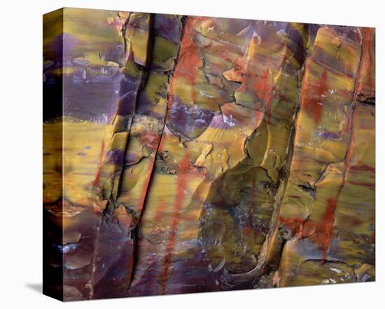 Petrified Wood II-Danny Burk-Stretched Canvas