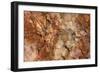 Petrified Wood in Crystal Forest, Petrified Forest NP, Arizona-Rob Sheppard-Framed Photographic Print