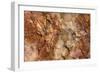 Petrified Wood in Crystal Forest, Petrified Forest NP, Arizona-Rob Sheppard-Framed Photographic Print