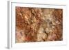 Petrified Wood in Crystal Forest, Petrified Forest NP, Arizona-Rob Sheppard-Framed Photographic Print