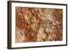 Petrified Wood in Crystal Forest, Petrified Forest NP, Arizona-Rob Sheppard-Framed Photographic Print