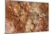 Petrified Wood in Crystal Forest, Petrified Forest NP, Arizona-Rob Sheppard-Mounted Photographic Print