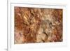 Petrified Wood in Crystal Forest, Petrified Forest NP, Arizona-Rob Sheppard-Framed Photographic Print