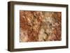 Petrified Wood in Crystal Forest, Petrified Forest NP, Arizona-Rob Sheppard-Framed Photographic Print