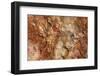 Petrified Wood in Crystal Forest, Petrified Forest NP, Arizona-Rob Sheppard-Framed Photographic Print