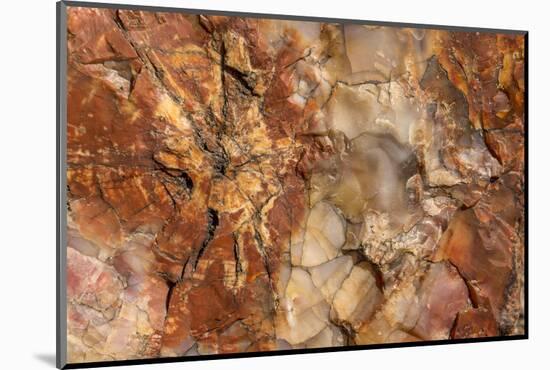 Petrified Wood in Crystal Forest, Petrified Forest NP, Arizona-Rob Sheppard-Mounted Photographic Print