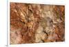 Petrified Wood in Crystal Forest, Petrified Forest NP, Arizona-Rob Sheppard-Framed Photographic Print