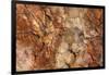 Petrified Wood in Crystal Forest, Petrified Forest NP, Arizona-Rob Sheppard-Framed Photographic Print