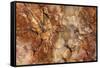 Petrified Wood in Crystal Forest, Petrified Forest NP, Arizona-Rob Sheppard-Framed Stretched Canvas