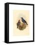 Petrocossyphus Cyanus (Blue Rockthrush), Colored Lithograph-Richter & Gould-Framed Stretched Canvas