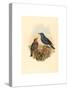 Petrocossyphus Cyanus (Blue Rockthrush), Colored Lithograph-Richter & Gould-Stretched Canvas