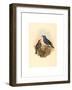 Petrocossyphus Cyanus (Blue Rockthrush), Colored Lithograph-Richter & Gould-Framed Giclee Print