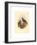 Petrocossyphus Cyanus (Blue Rockthrush), Colored Lithograph-Richter & Gould-Framed Giclee Print