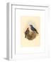 Petrocossyphus Cyanus (Blue Rockthrush), Colored Lithograph-Richter & Gould-Framed Giclee Print