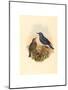 Petrocossyphus Cyanus (Blue Rockthrush), Colored Lithograph-Richter & Gould-Mounted Giclee Print