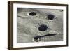 Petroglyph and Bedrock Mortar Holes, or Chaw’se, Used by Miwok to Grind Acorns and Seeds, CA-null-Framed Photographic Print