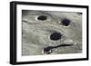 Petroglyph and Bedrock Mortar Holes, or Chaw’se, Used by Miwok to Grind Acorns and Seeds, CA-null-Framed Photographic Print
