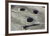 Petroglyph and Bedrock Mortar Holes, or Chaw’se, Used by Miwok to Grind Acorns and Seeds, CA-null-Framed Photographic Print