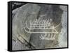 Petroglyph, Boat-Axe culture, pre-Viking, Bohuslan, Sweden, Bronze Age-Werner Forman-Framed Stretched Canvas