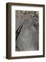 Petroglyph National Monument, New Mexico, United States of America, North America-Richard Maschmeyer-Framed Photographic Print