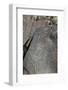 Petroglyph National Monument, New Mexico, United States of America, North America-Richard Maschmeyer-Framed Photographic Print