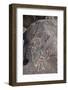 Petroglyph National Monument, New Mexico, United States of America, North America-Richard Maschmeyer-Framed Photographic Print