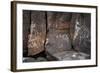 Petroglyph National Monument, Petroglyphs, New Mexico, USA-null-Framed Giclee Print