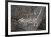 Petroglyph National Monument, Petroglyphs, New Mexico, USA-null-Framed Giclee Print