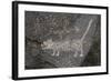 Petroglyph National Monument, Petroglyphs, New Mexico, USA-null-Framed Giclee Print