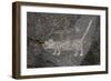 Petroglyph National Monument, Petroglyphs, New Mexico, USA-null-Framed Giclee Print