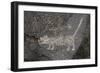 Petroglyph National Monument, Petroglyphs, New Mexico, USA-null-Framed Giclee Print