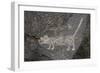 Petroglyph National Monument, Petroglyphs, New Mexico, USA-null-Framed Giclee Print