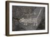 Petroglyph National Monument, Petroglyphs, New Mexico, USA-null-Framed Premium Giclee Print