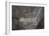 Petroglyph National Monument, Petroglyphs, New Mexico, USA-null-Framed Premium Giclee Print