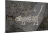 Petroglyph National Monument, Petroglyphs, New Mexico, USA-null-Mounted Premium Giclee Print