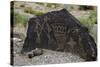 Petroglyph National Monument, Petroglyphs, New Mexico, USA-null-Stretched Canvas