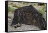 Petroglyph National Monument, Petroglyphs, New Mexico, USA-null-Framed Stretched Canvas