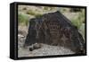 Petroglyph National Monument, Petroglyphs, New Mexico, USA-null-Framed Stretched Canvas