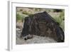 Petroglyph National Monument, Petroglyphs, New Mexico, USA-null-Framed Giclee Print