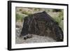 Petroglyph National Monument, Petroglyphs, New Mexico, USA-null-Framed Giclee Print