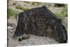 Petroglyph National Monument, Petroglyphs, New Mexico, USA-null-Stretched Canvas