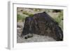 Petroglyph National Monument, Petroglyphs, New Mexico, USA-null-Framed Giclee Print