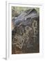 Petroglyph National Monument, Petroglyphs, New Mexico, USA-null-Framed Giclee Print