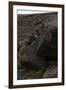 Petroglyph National Monument, Petroglyphs, New Mexico, USA-null-Framed Giclee Print