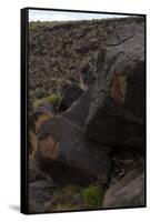 Petroglyph National Monument, Petroglyphs, New Mexico, USA-null-Framed Stretched Canvas