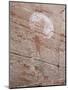 Petroglyph Rock Art, Palatki Ruins, Sedona, Arizona, Usa-Savanah Stewart-Mounted Photographic Print