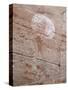 Petroglyph Rock Art, Palatki Ruins, Sedona, Arizona, Usa-Savanah Stewart-Stretched Canvas