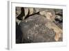 Petroglyphs, Created by the Prehistoric Hohokam People, About 1000 Years Ago-Richard Maschmeyer-Framed Photographic Print