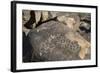 Petroglyphs, Created by the Prehistoric Hohokam People, About 1000 Years Ago-Richard Maschmeyer-Framed Photographic Print