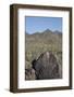 Petroglyphs, Created by the Prehistoric Hohokam People, About 1000 Years Ago-Richard Maschmeyer-Framed Photographic Print